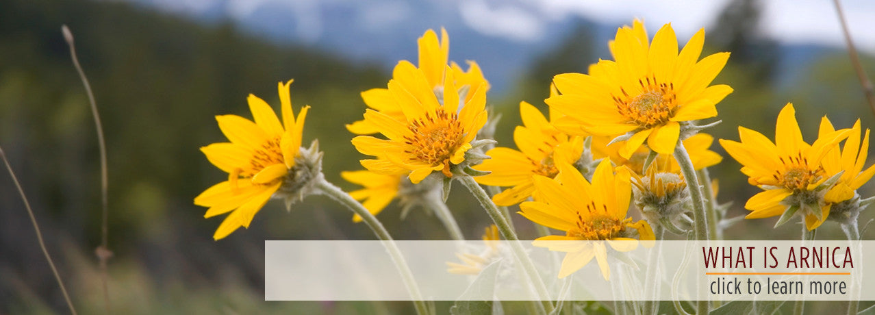 What is Arnica?